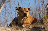 STAFFIE 308